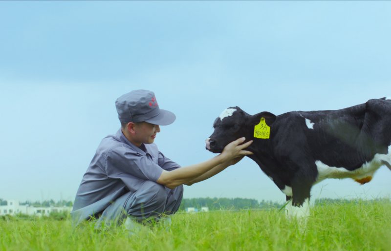 Ҷҵ޹˾ 5000ͷţһڴ3000ͷţĿ Ӱ۹ڲڶ